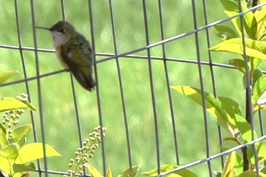 Calliope Hummingbird - ML619353877