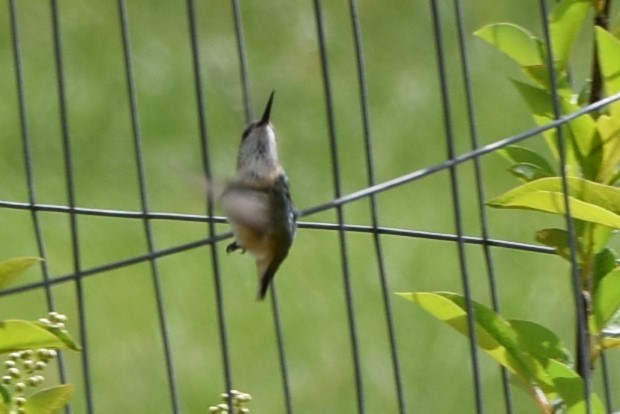 Calliope Hummingbird - ML619353886