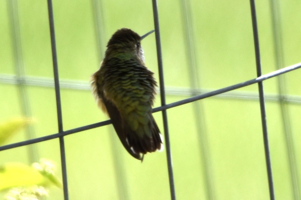 Calliope Hummingbird - ML619353897