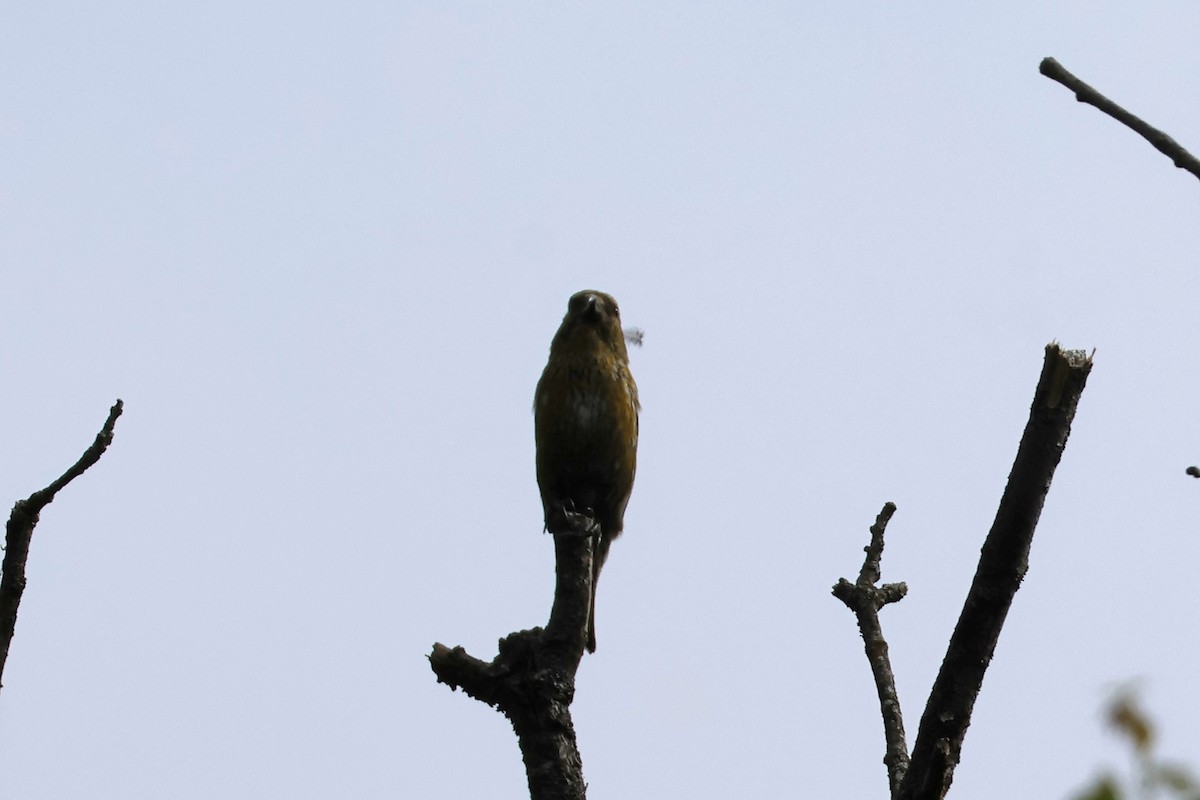 eBird Checklist - 20 May 2024 - Quabbin Reservoir--Quabbin Park - 69 ...