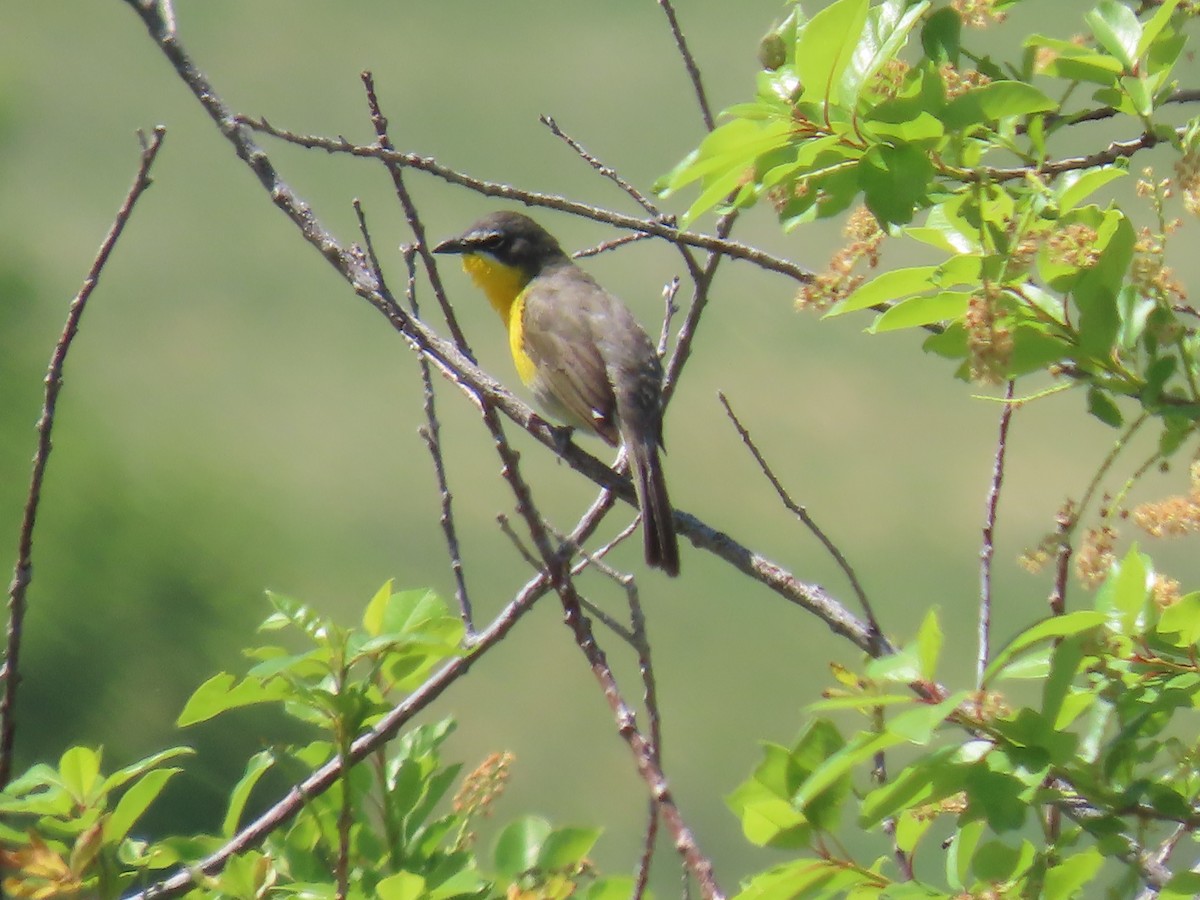 Yellow-breasted Chat - ML619353938