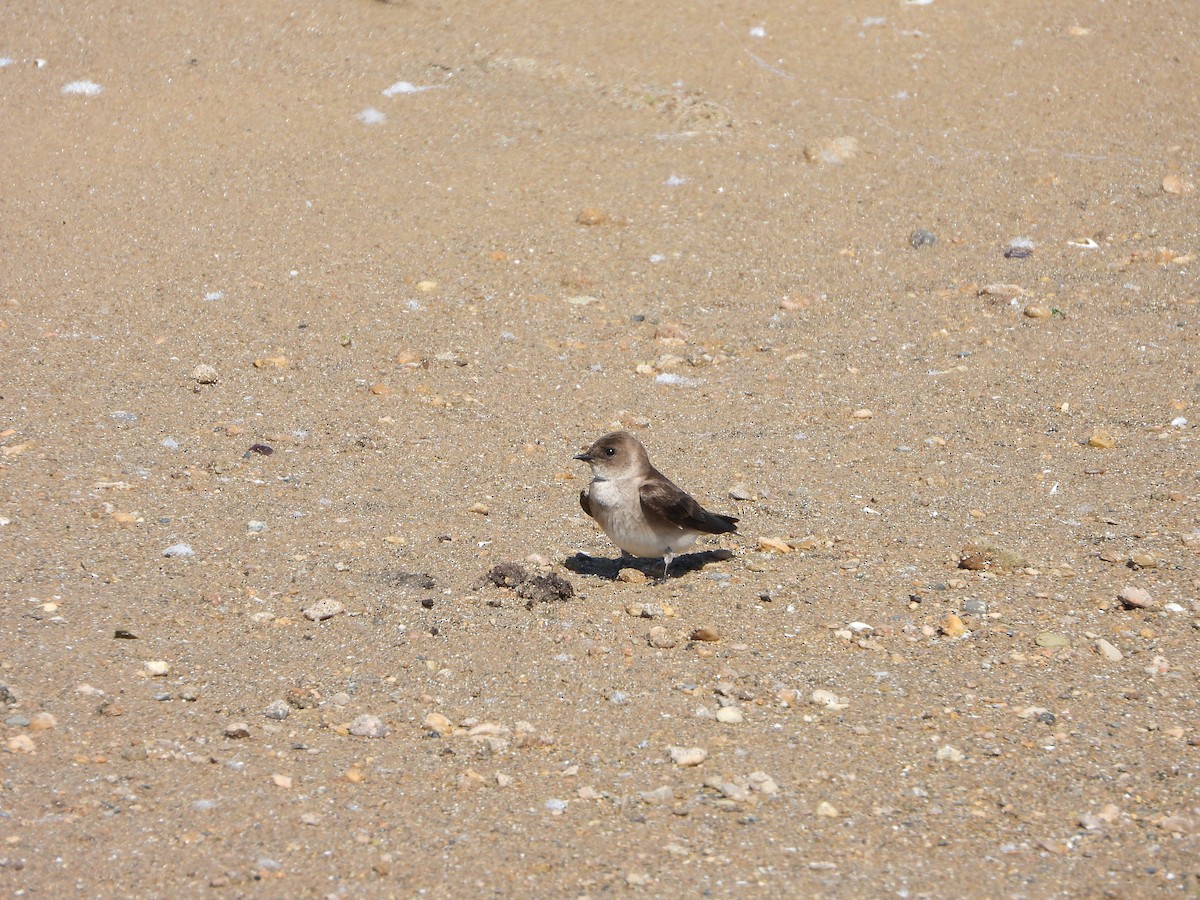 Northern Rough-winged Swallow - ML619353941