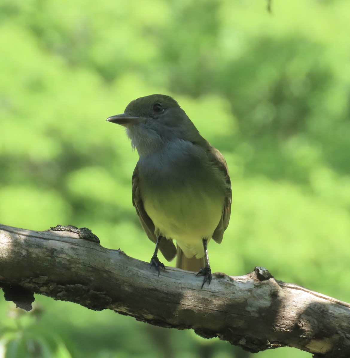 Great Crested Flycatcher - ML619353948