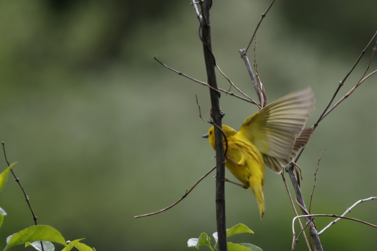Yellow Warbler (Northern) - ML619353949