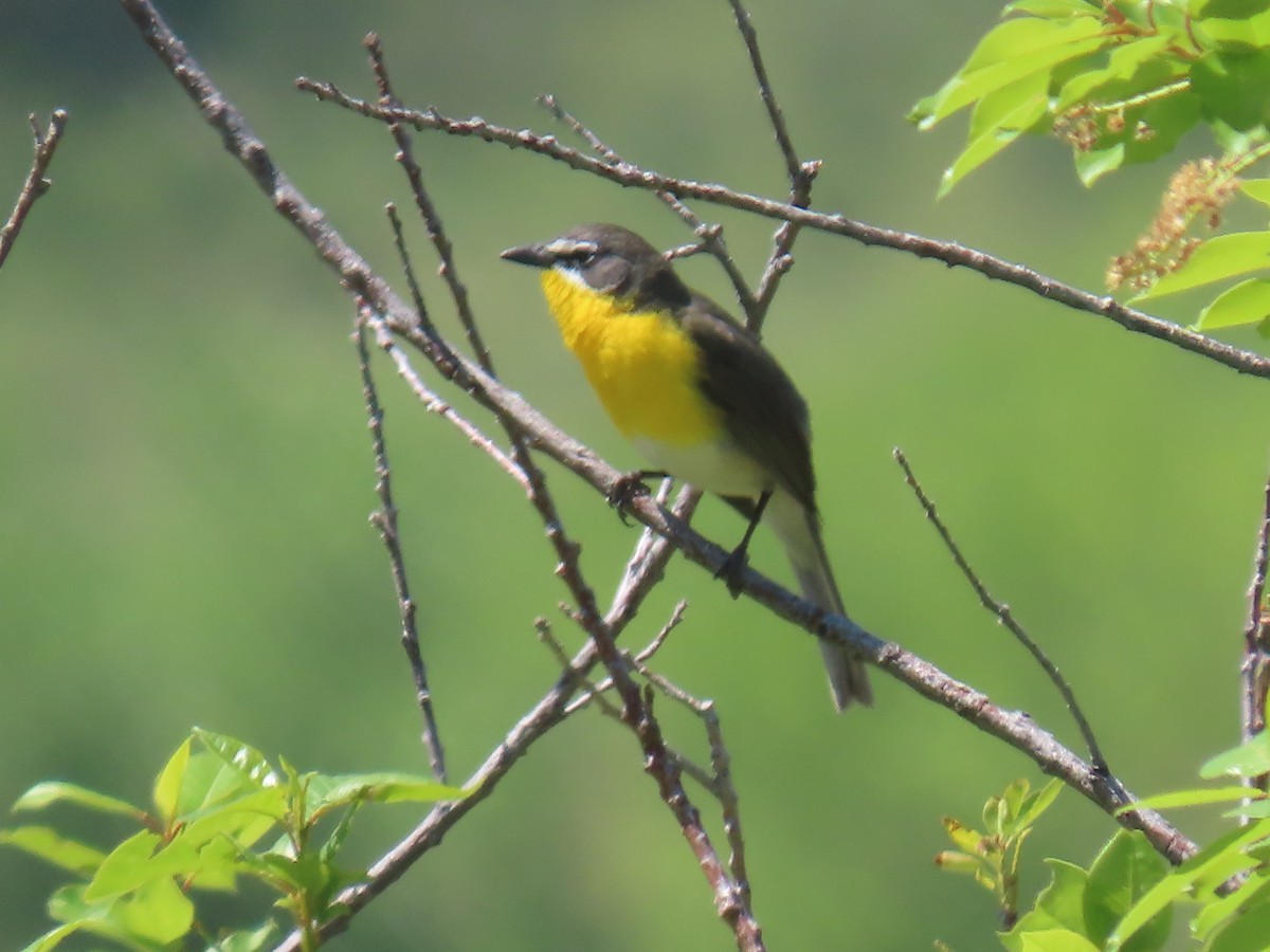 Yellow-breasted Chat - ML619353953