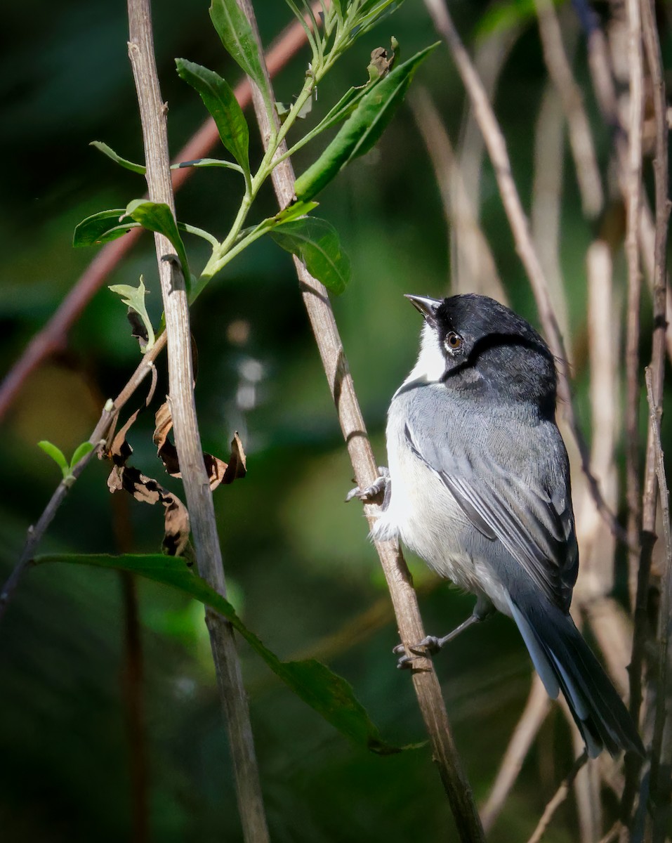 Black-capped Warbling Finch - ML619353955