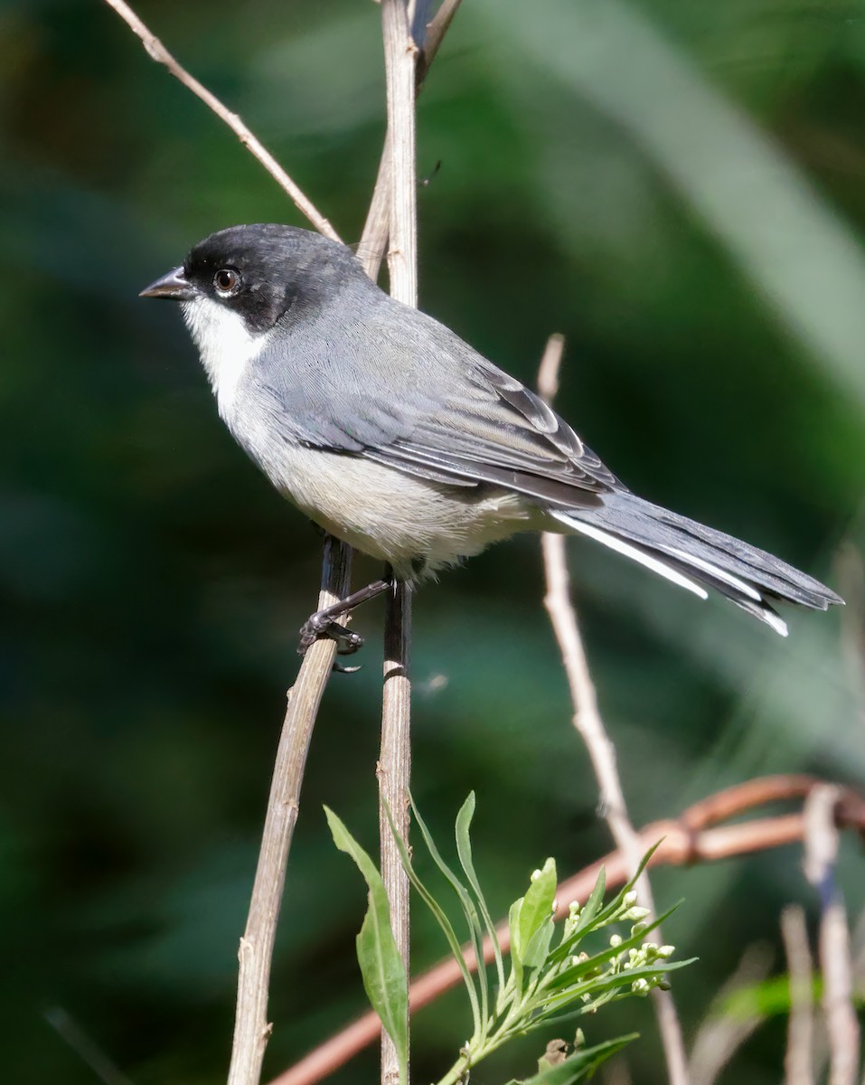 Black-capped Warbling Finch - ML619353956