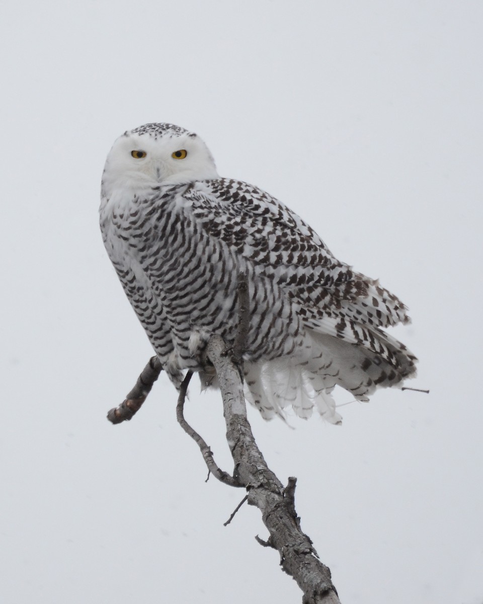 Snowy Owl - ML619353969