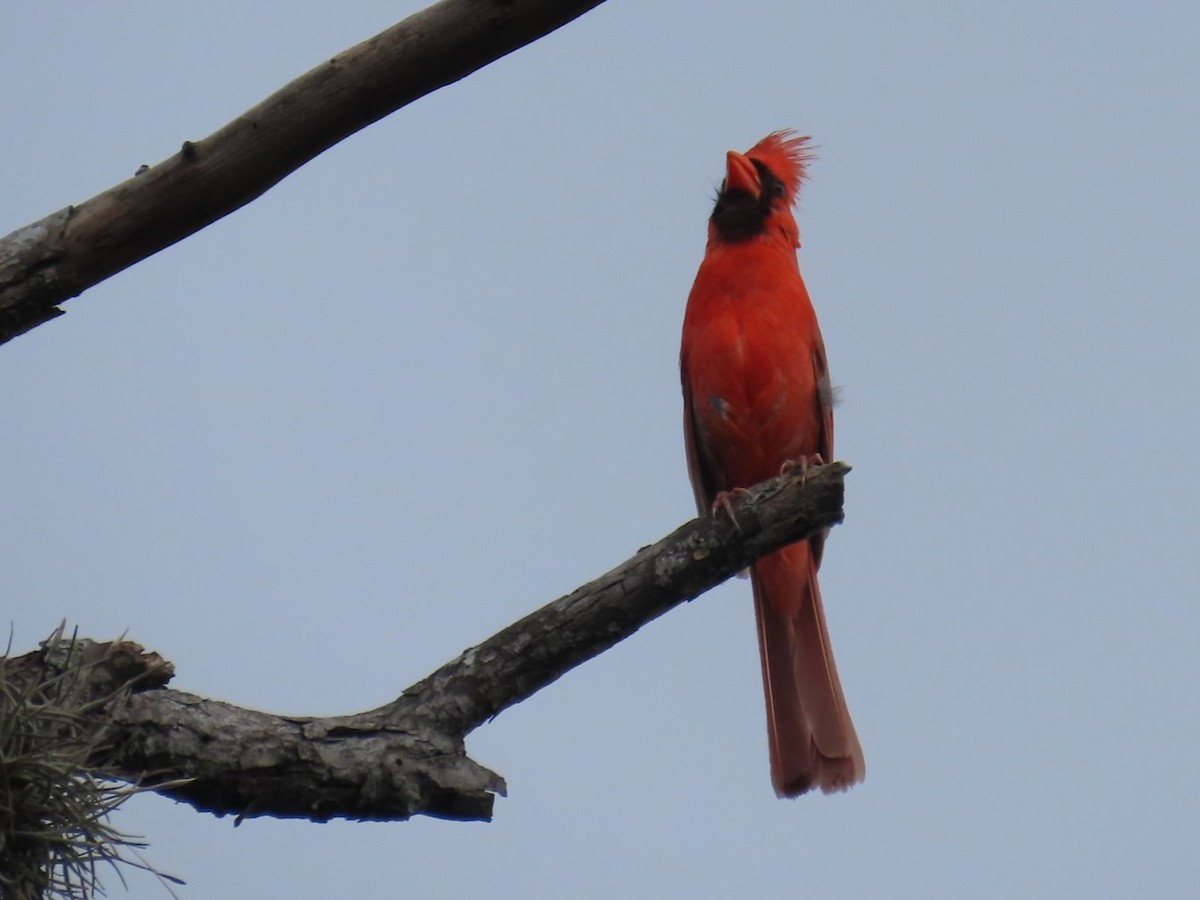 Cardinal rouge - ML619353982