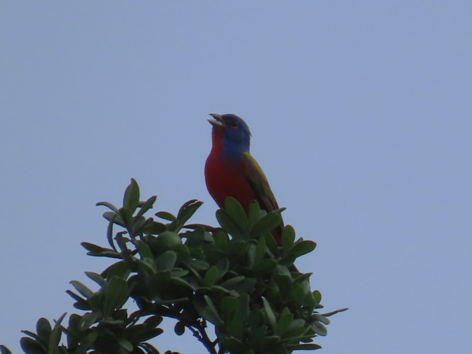 Painted Bunting - ML619353990