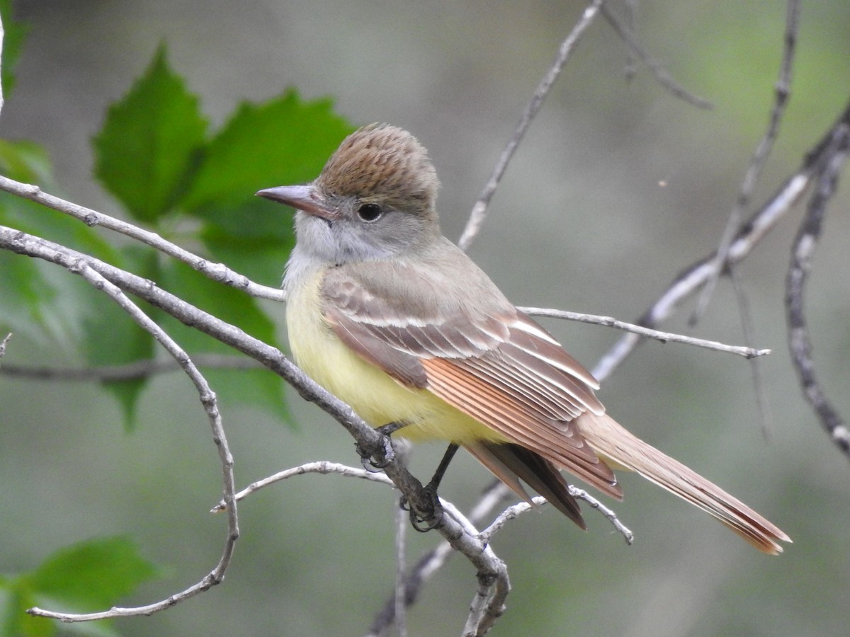 Great Crested Flycatcher - ML619354007