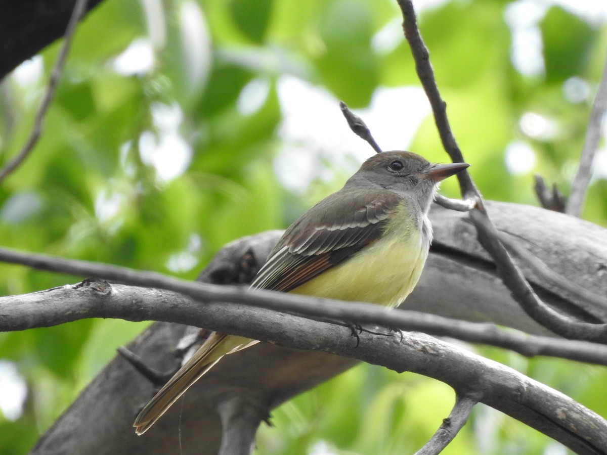 Great Crested Flycatcher - ML619354016