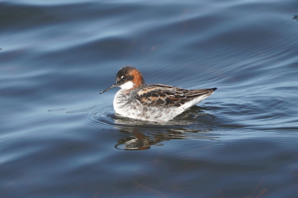 Phalarope à bec étroit - ML619354061