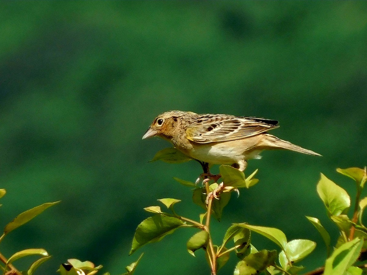 Grasshopper Sparrow - ML619354115