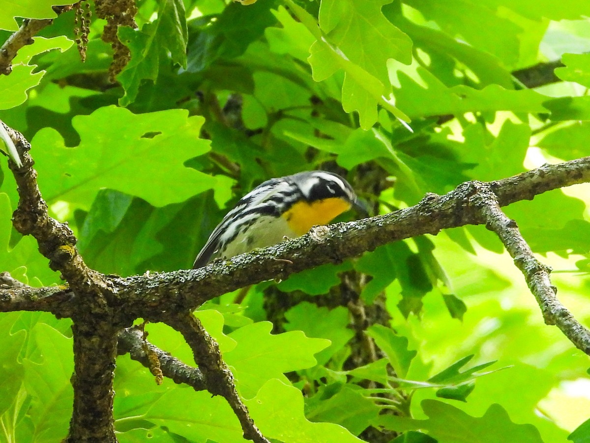 Yellow-throated Warbler - ML619354124