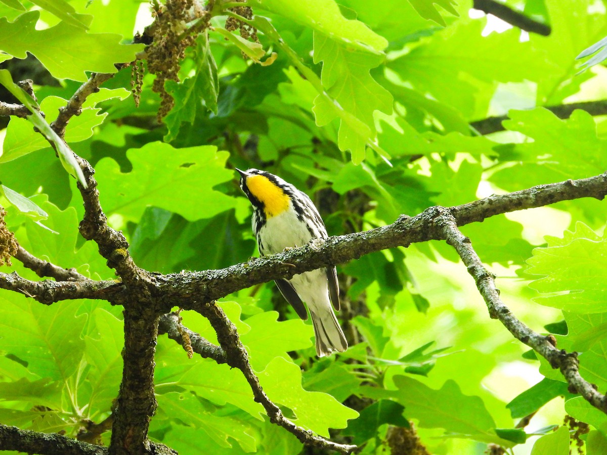 Yellow-throated Warbler - ML619354125