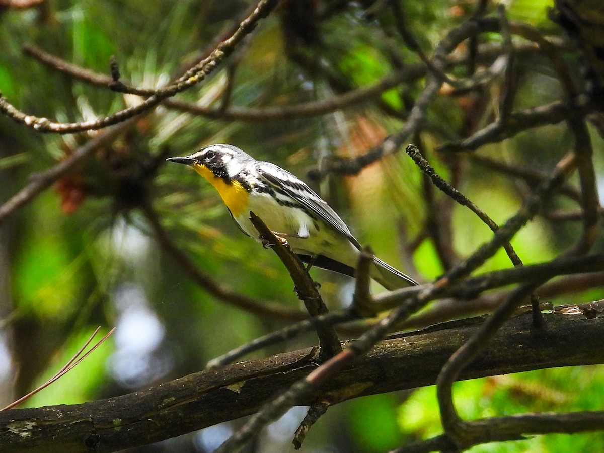 Yellow-throated Warbler - ML619354179