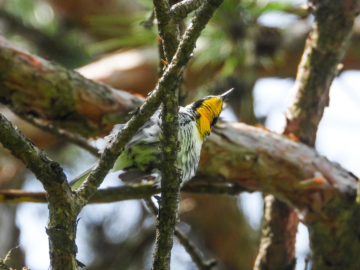 Yellow-throated Warbler - ML619354182