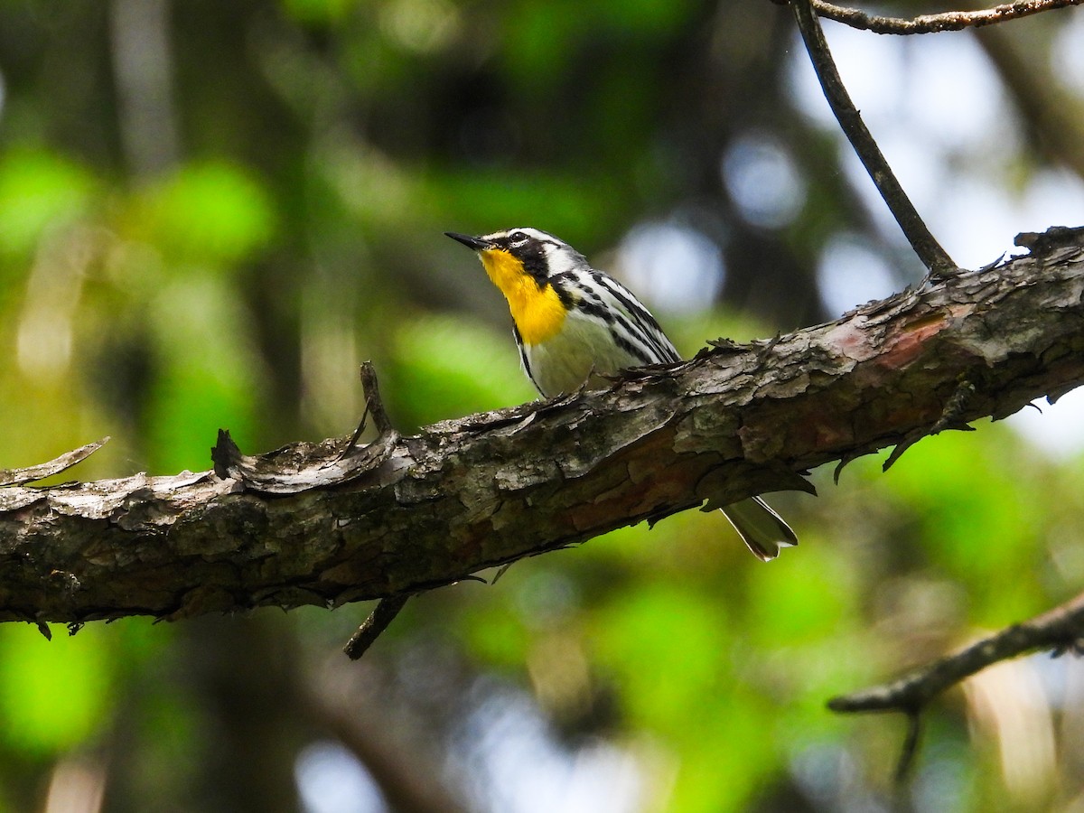 Yellow-throated Warbler - ML619354183