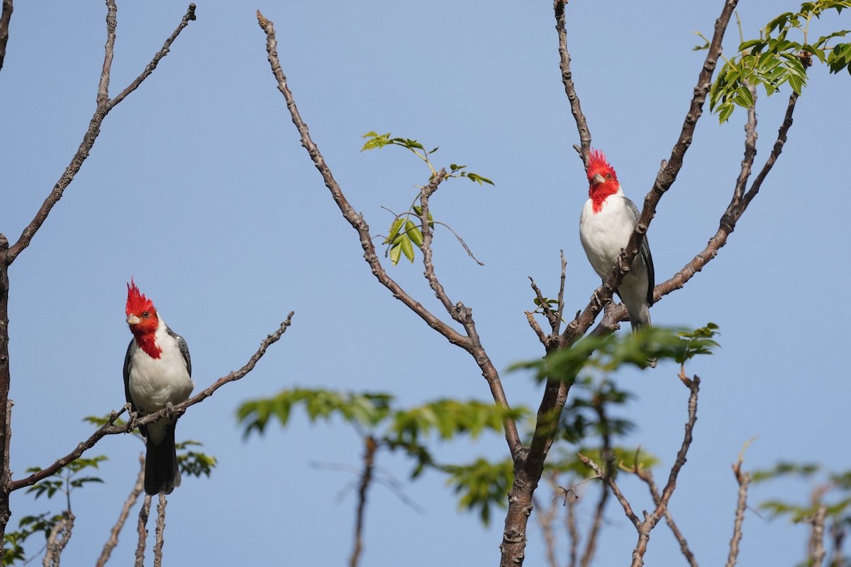 Red-crested Cardinal - ML619354207