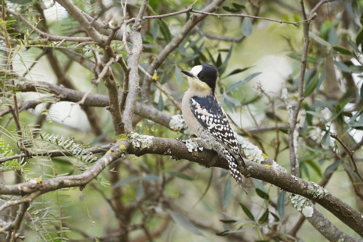 White-fronted Woodpecker - ML619354238