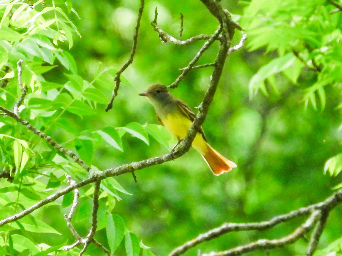 Great Crested Flycatcher - ML619354282