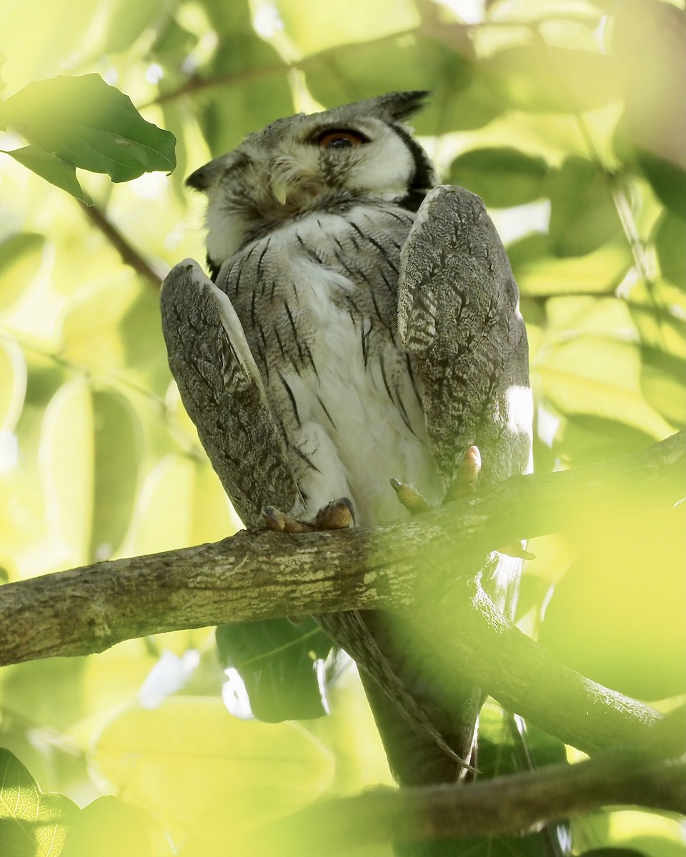 Verreaux's Eagle-Owl - ML619354296