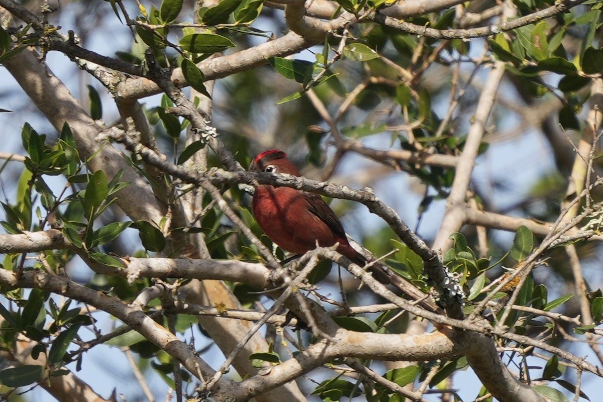 Красная арагуира - ML619354302