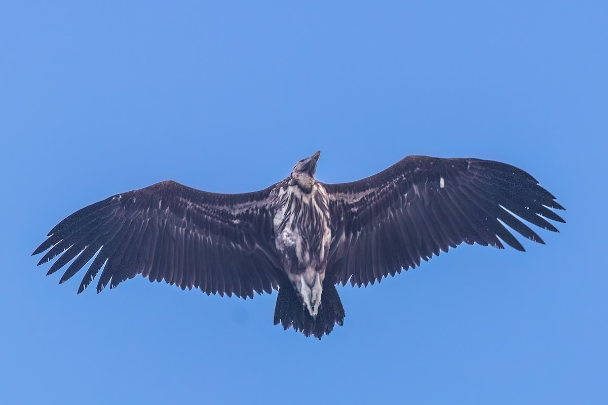 Lappet-faced Vulture - ML619354324