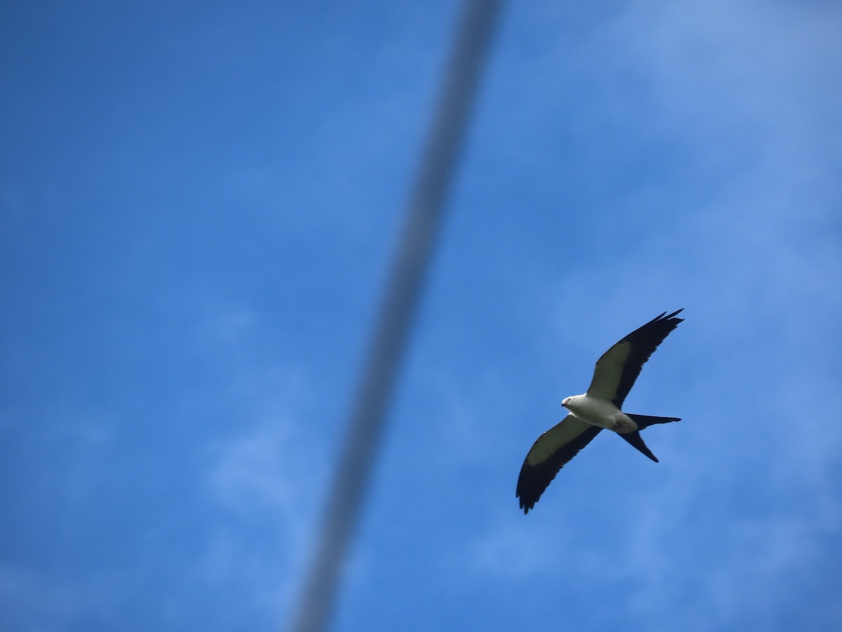 Swallow-tailed Kite - ML619354370