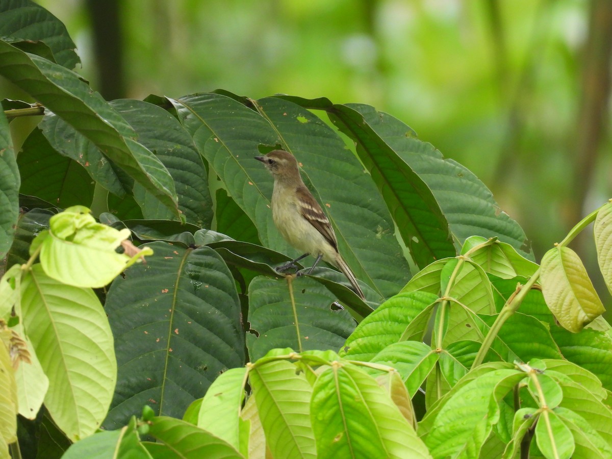 Northern/Southern Mouse-colored Tyrannulet - ML619354375