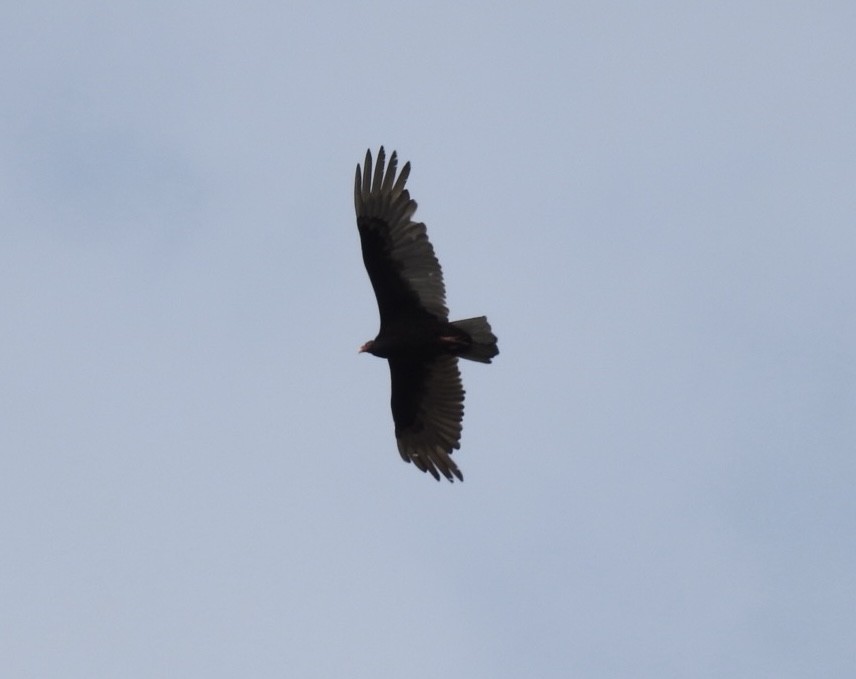 Turkey Vulture - ML619354396