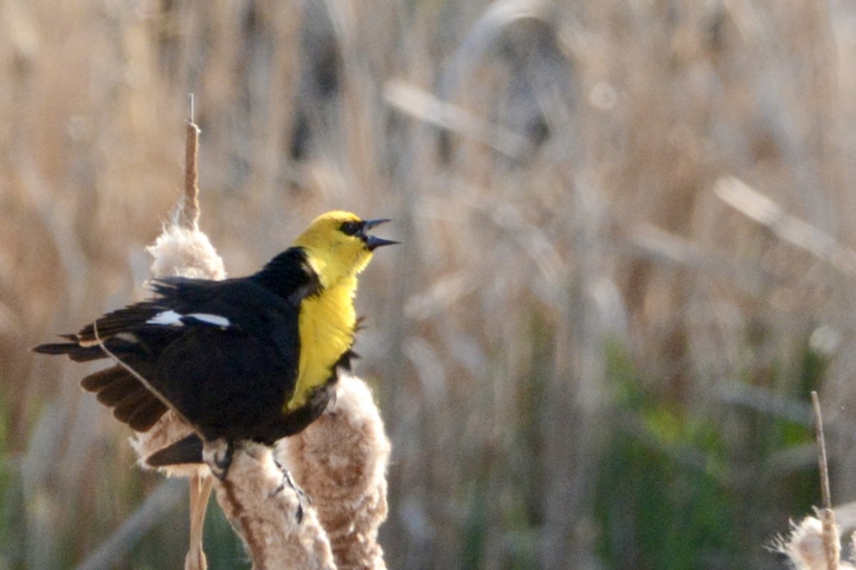Yellow-headed Blackbird - ML619354402