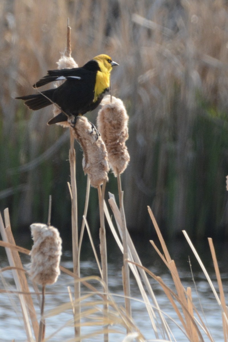 Yellow-headed Blackbird - ML619354403