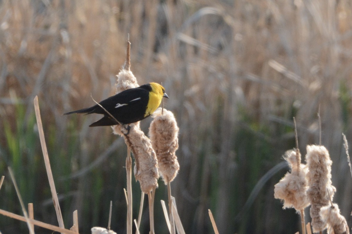 Yellow-headed Blackbird - ML619354404
