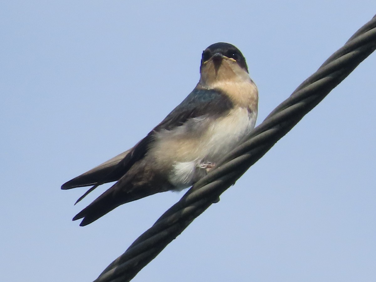 Blue-and-white Swallow - ML619354423