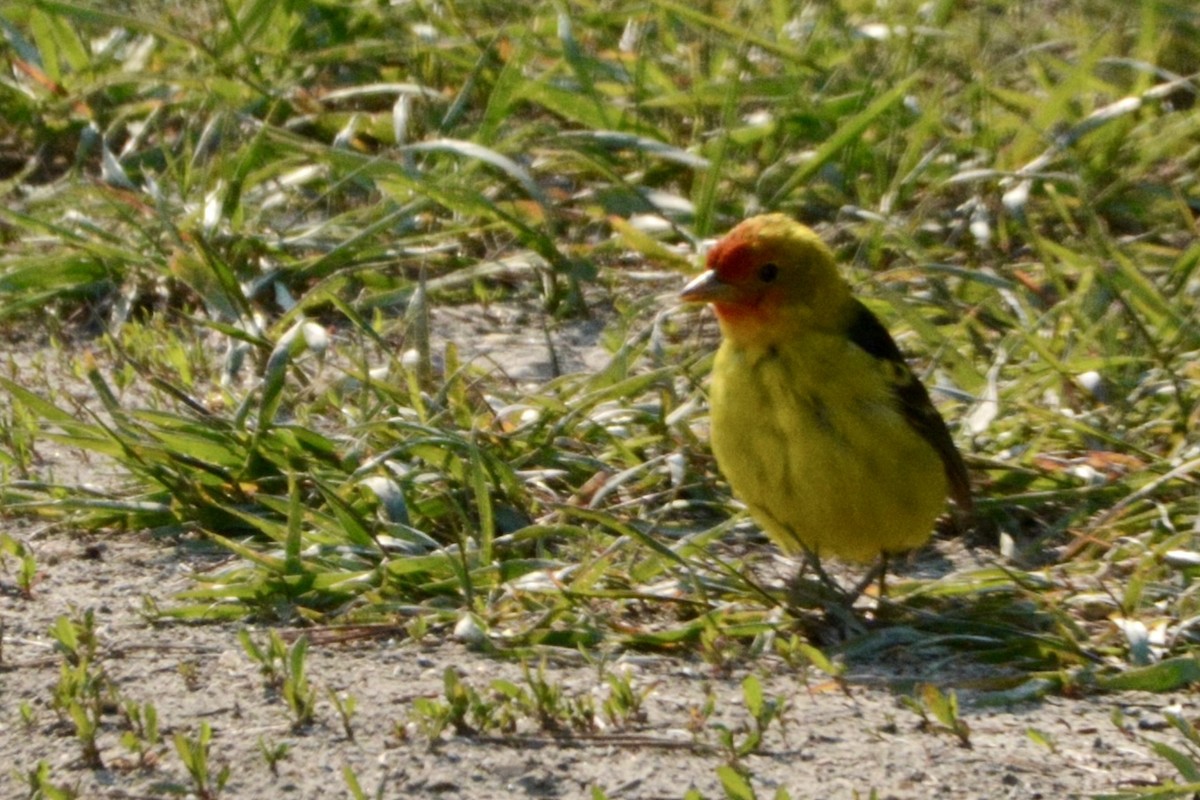 Western Tanager - ML619354487