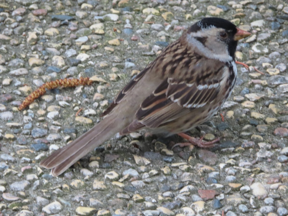 Harris's Sparrow - ML619354527