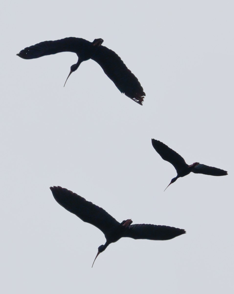 ibis tmavý - ML619354529