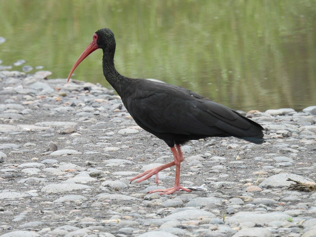 ibis tmavý - ML619354555