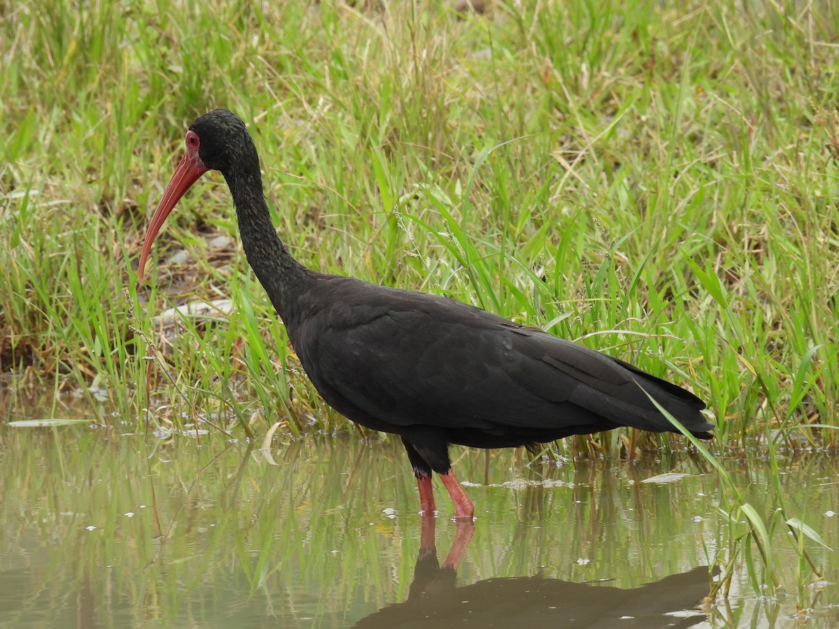 ibis tmavý - ML619354556