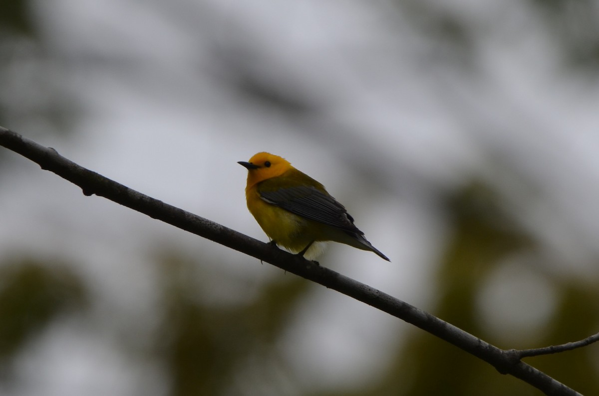 Prothonotary Warbler - ML619354576
