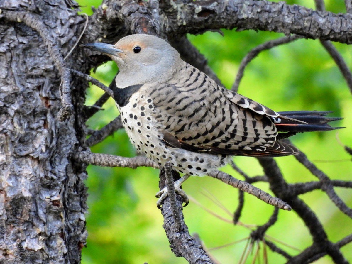Northern Flicker (Red-shafted) - ML619354637