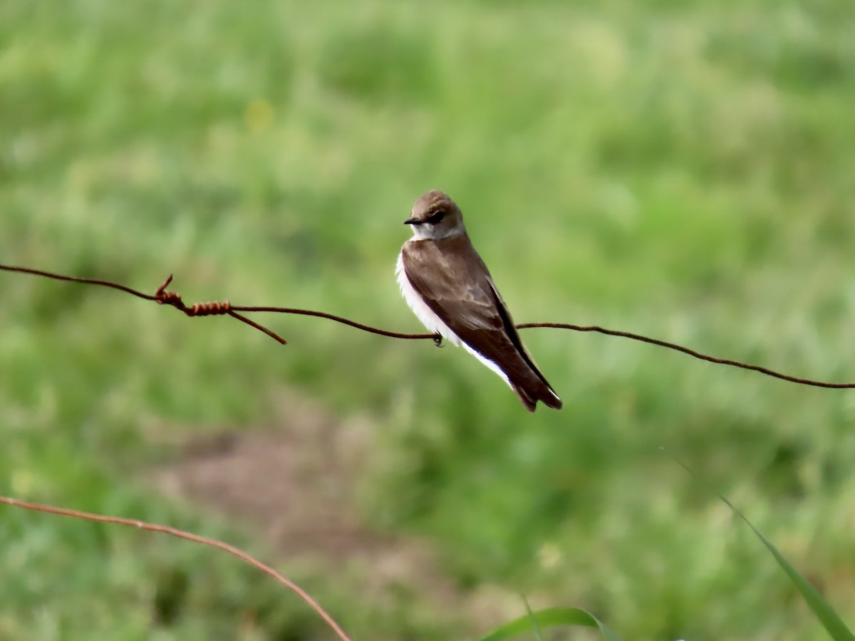 Northern Rough-winged Swallow - ML619354679