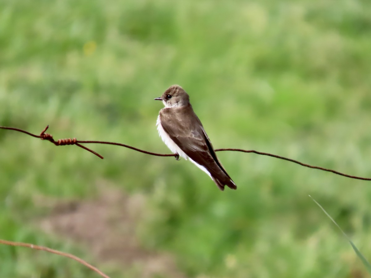 Northern Rough-winged Swallow - ML619354680