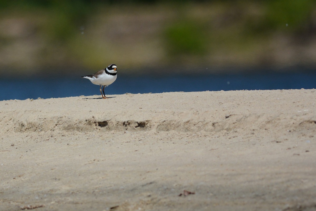 Common Ringed Plover - ML619354772