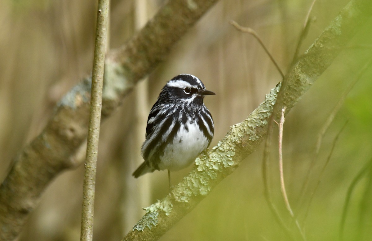 Black-and-white Warbler - ML619354825