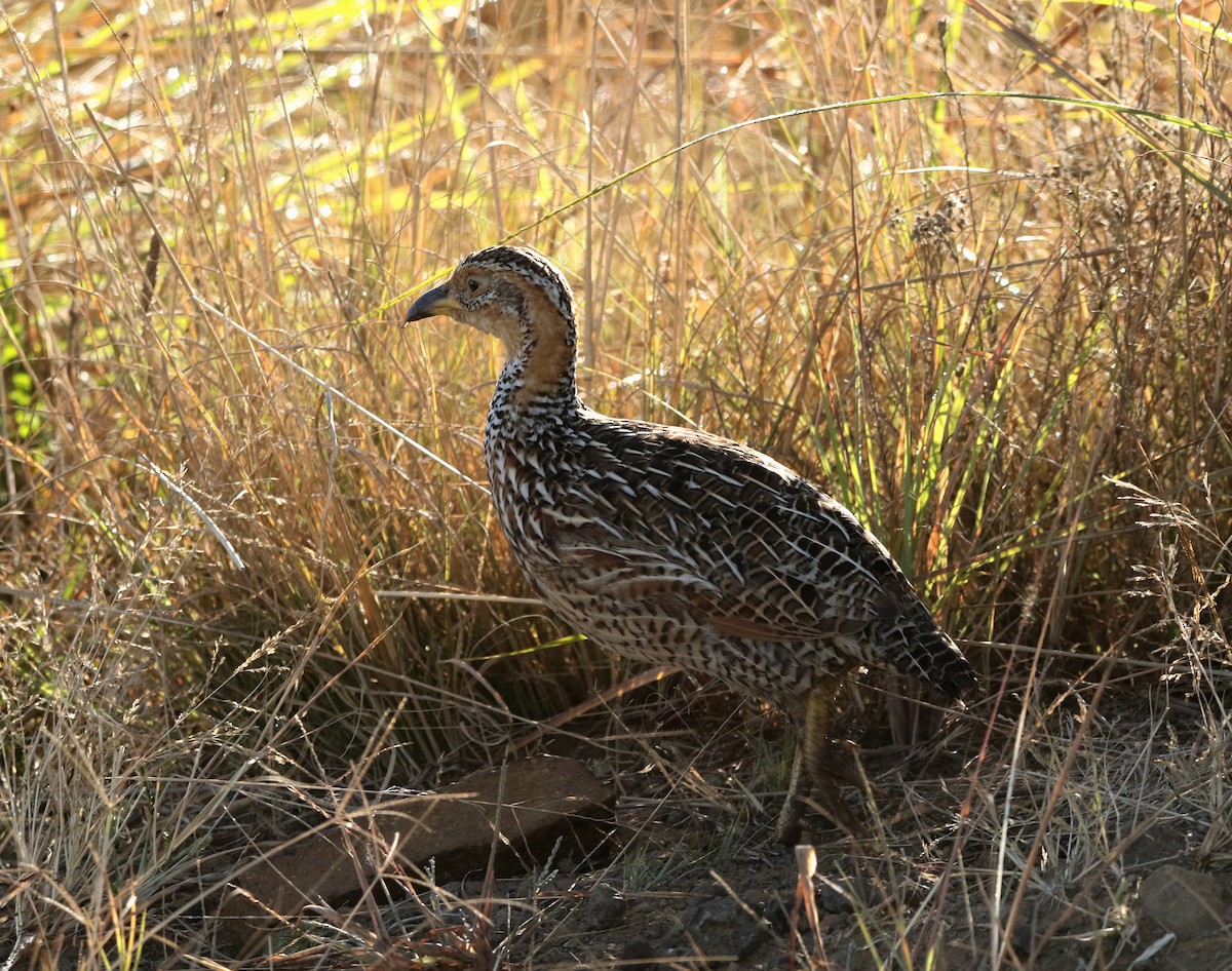 Red-winged Francolin - ML619354830