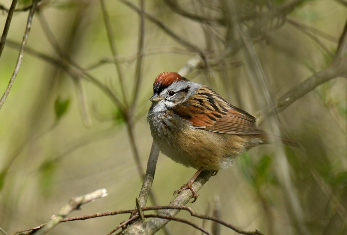 Swamp Sparrow - ML619354836