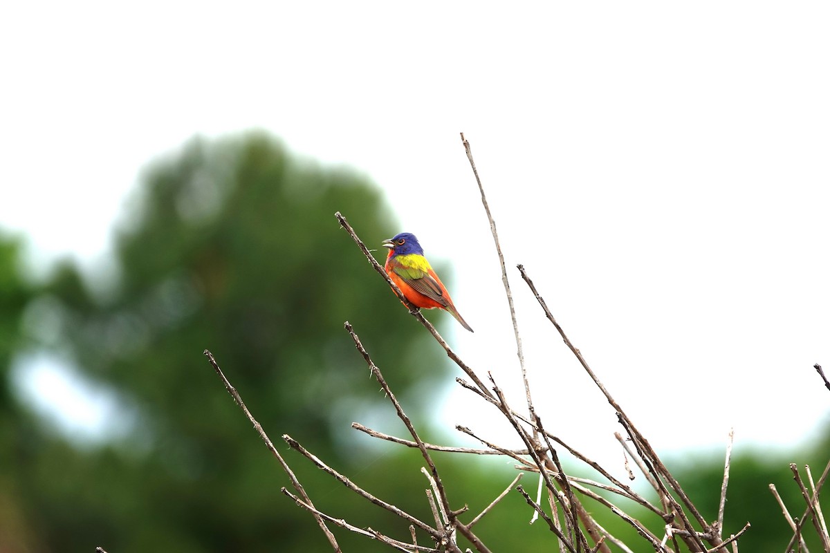 Painted Bunting - ML619354852